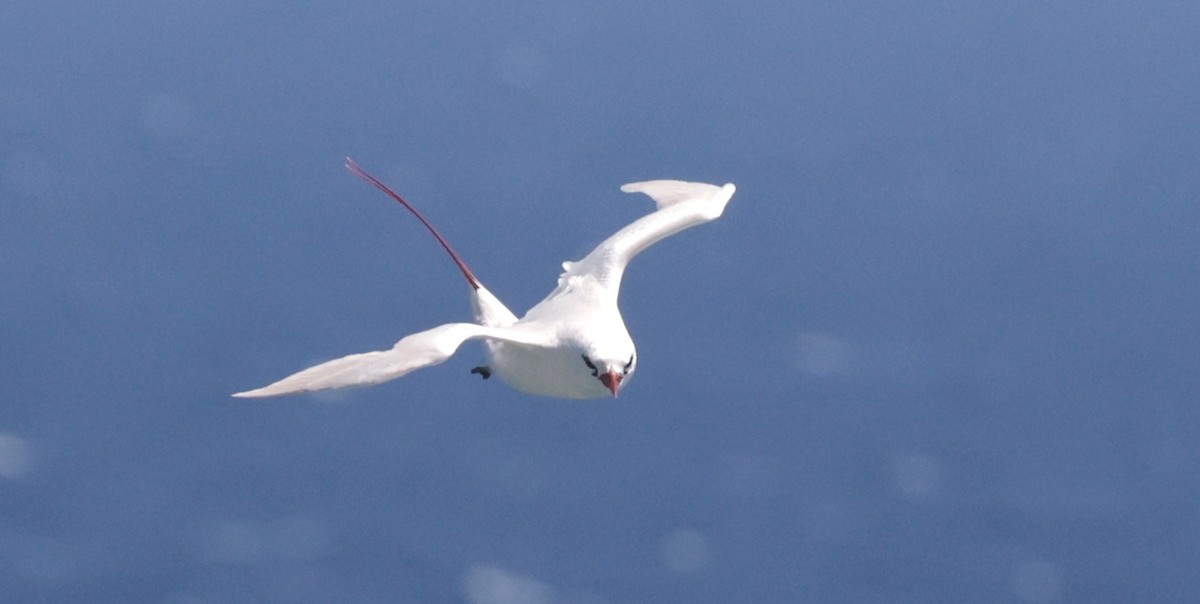 Red-tailed Tropicbird - ML621144087