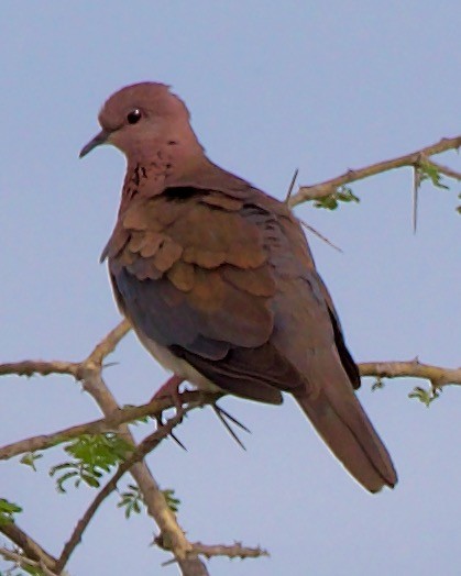 Laughing Dove - ML621144108