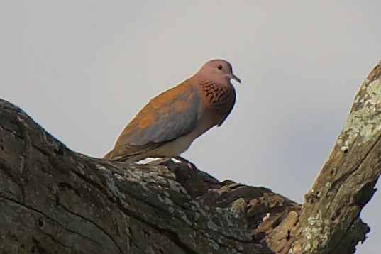 Laughing Dove - ML621144109