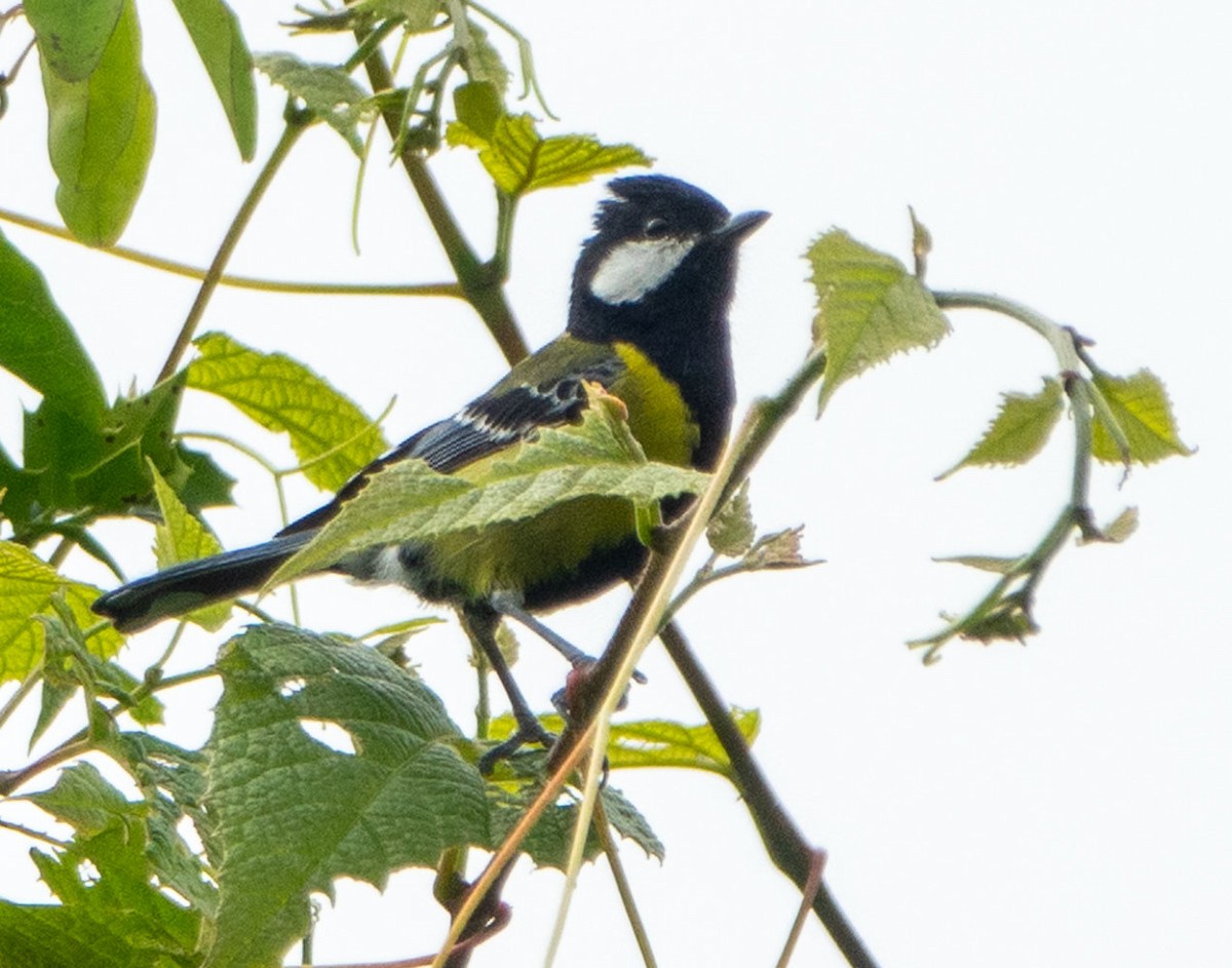 Green-backed Tit - ML621144112