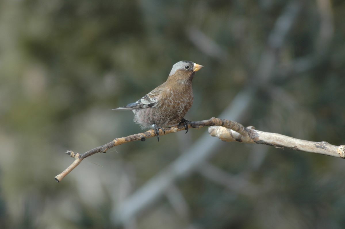 Gray-crowned Rosy-Finch (Gray-crowned) - ML621144170