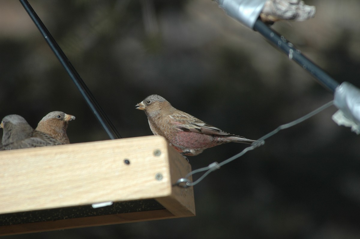 Gray-crowned Rosy-Finch (Gray-crowned) - ML621144171