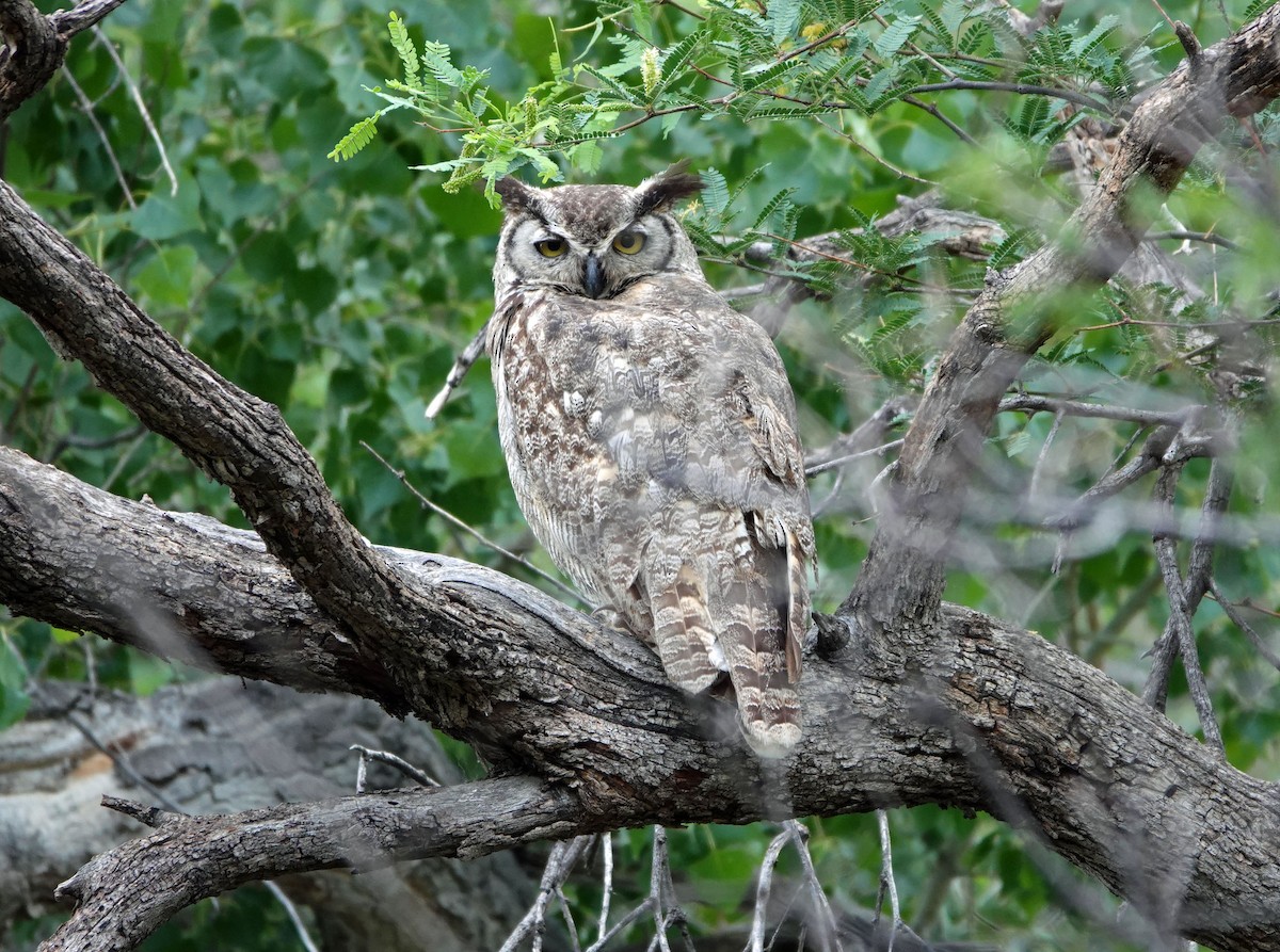 Great Horned Owl - ML621144175