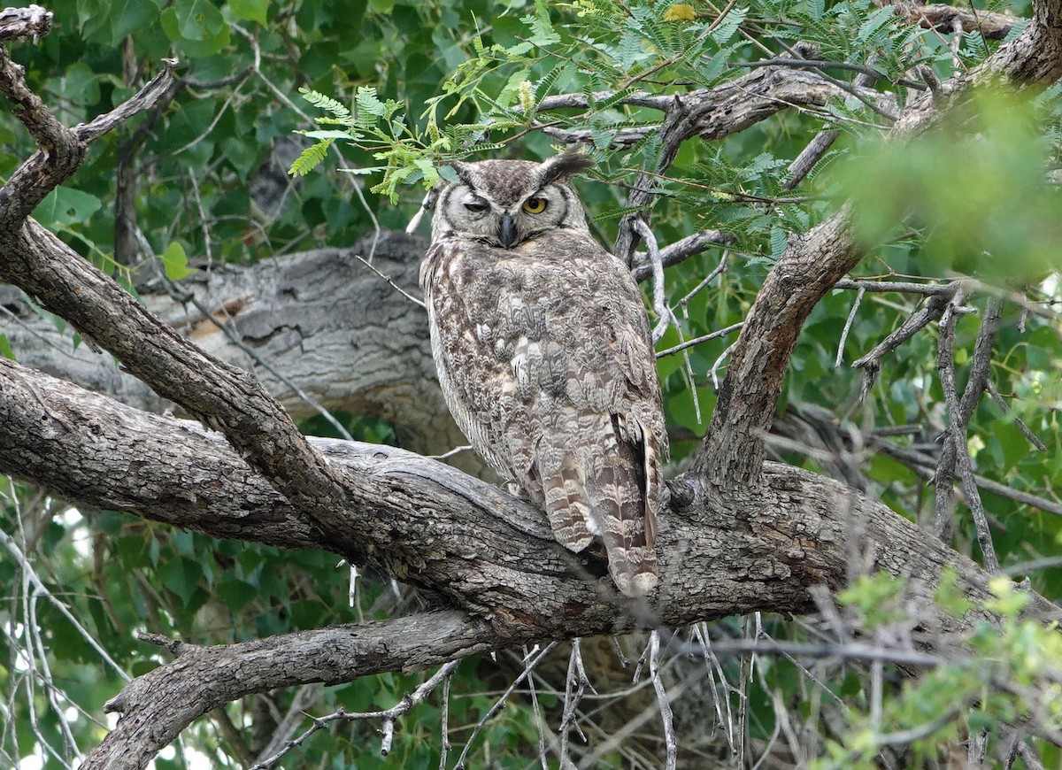Great Horned Owl - ML621144176