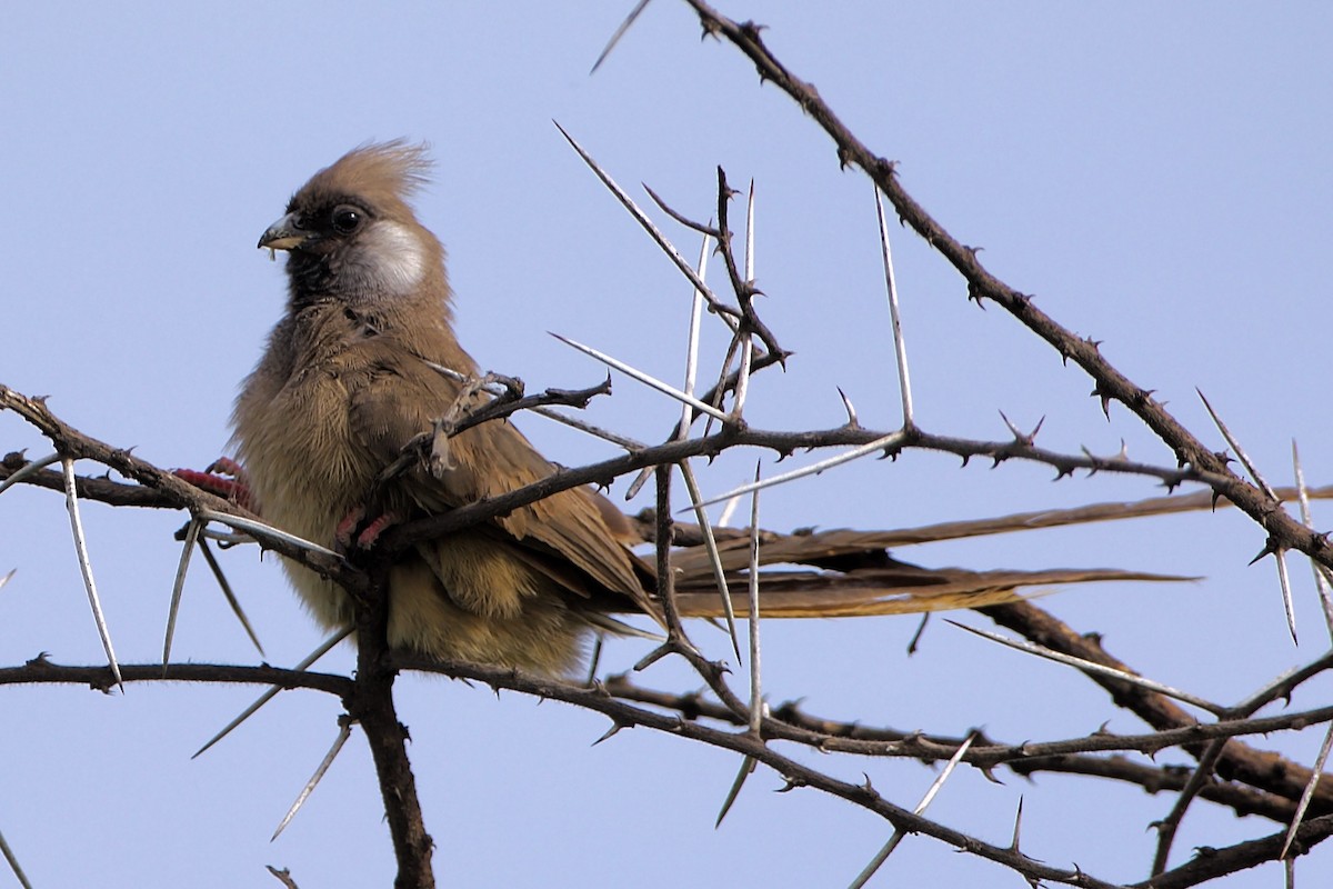 Speckled Mousebird - ML621144177