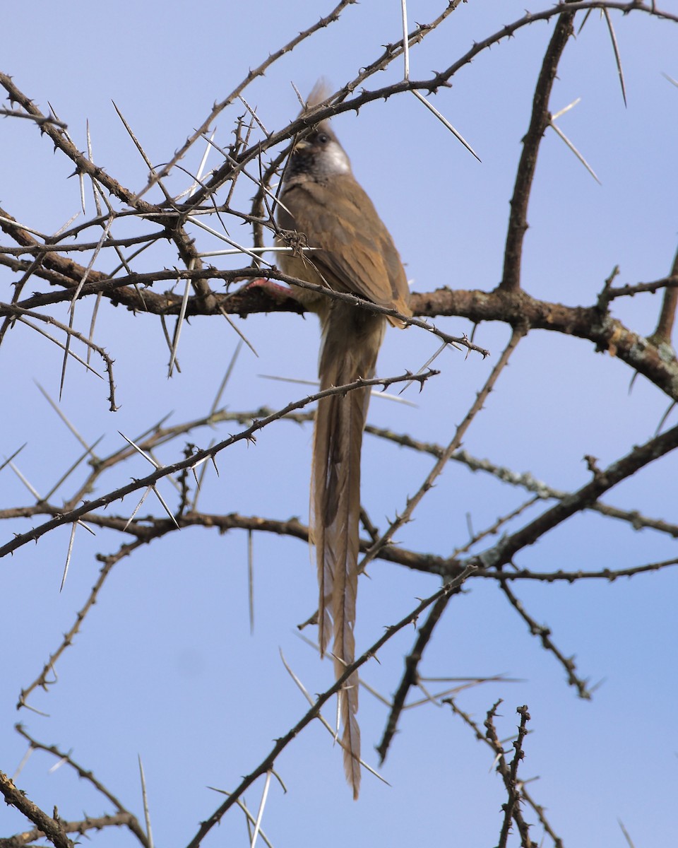 Speckled Mousebird - ML621144178
