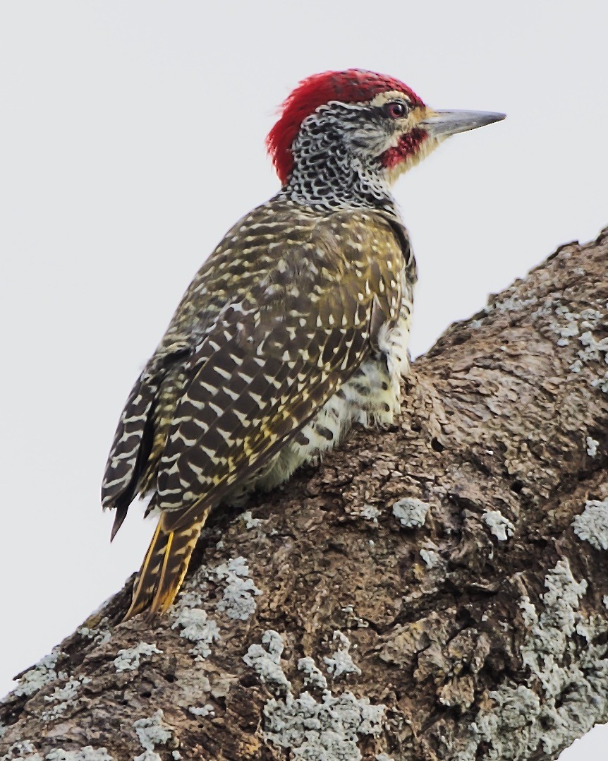 Nubian Woodpecker - ML621144193