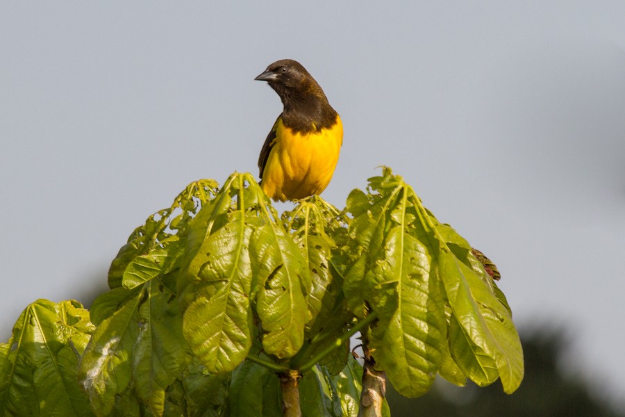 Yellow-rumped Marshbird - Silvia Faustino Linhares