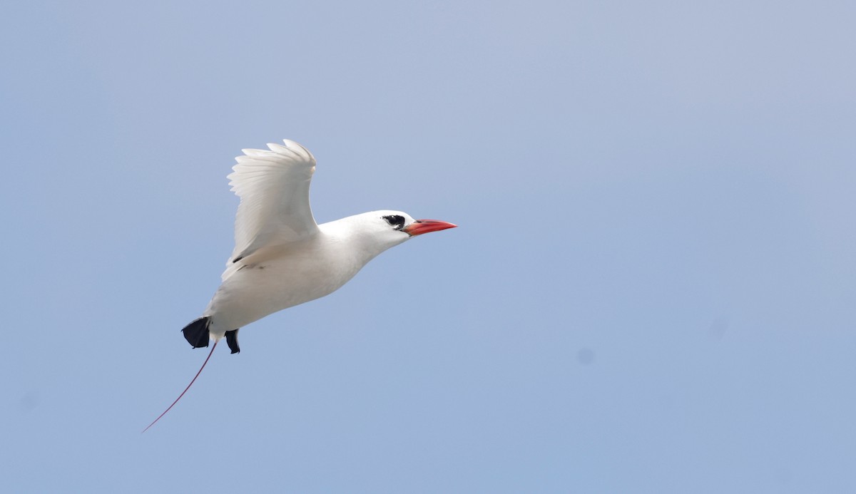 Red-tailed Tropicbird - ML621144211