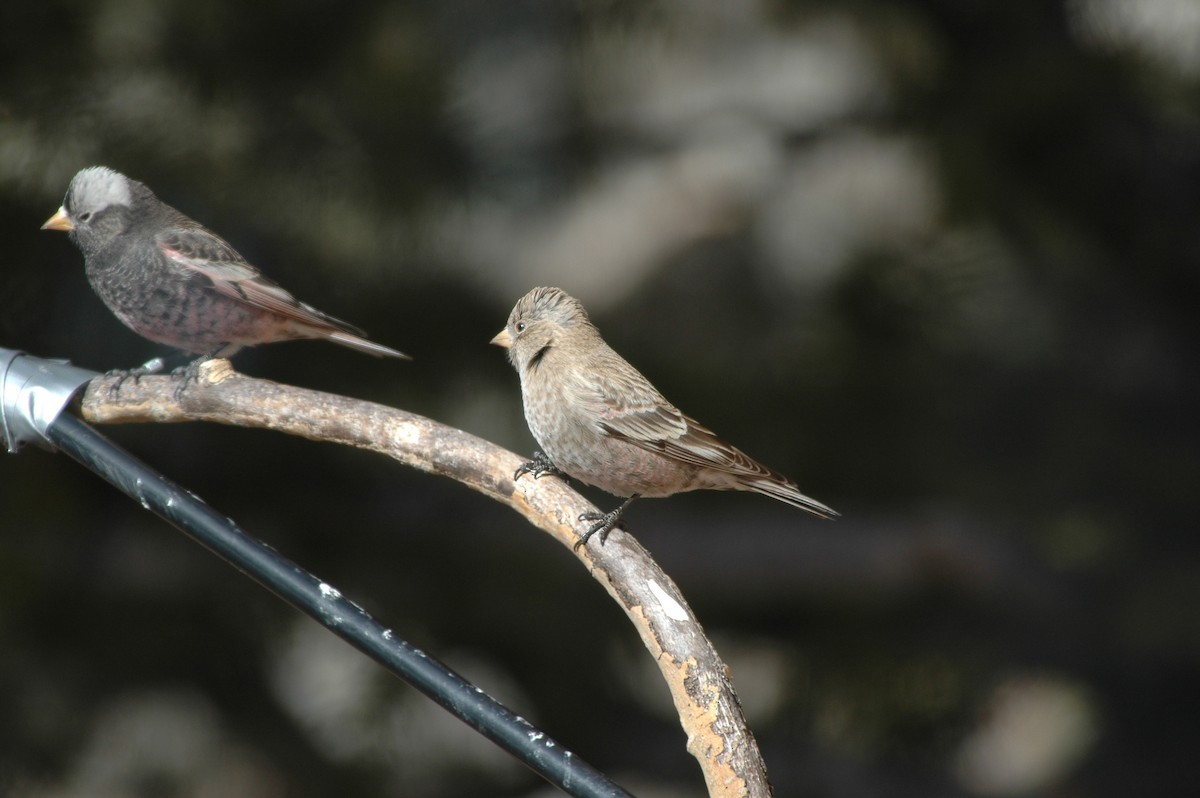 Brown-capped Rosy-Finch - ML621144218