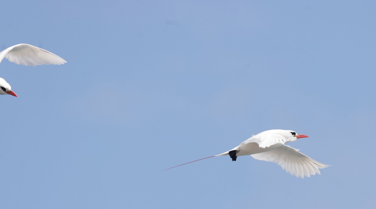Red-tailed Tropicbird - ML621144222