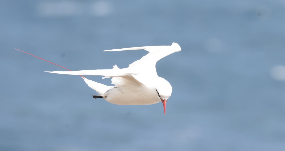 Red-tailed Tropicbird - ML621144261