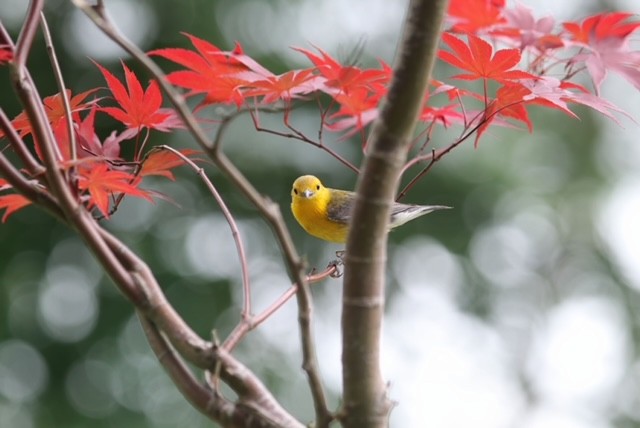 Prothonotary Warbler - ML621144285