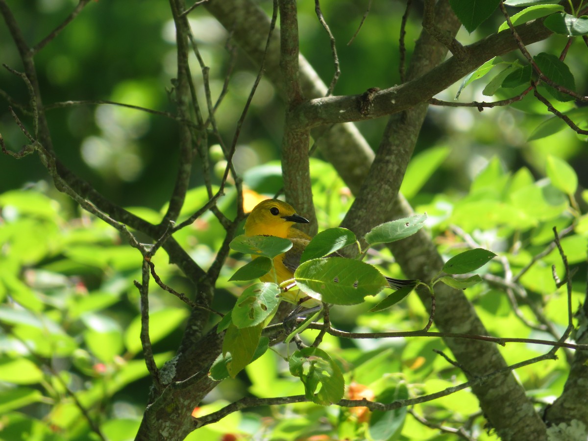 Prothonotary Warbler - ML621144286