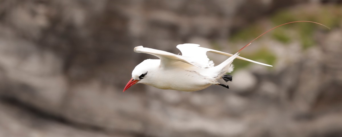 Red-tailed Tropicbird - ML621144308