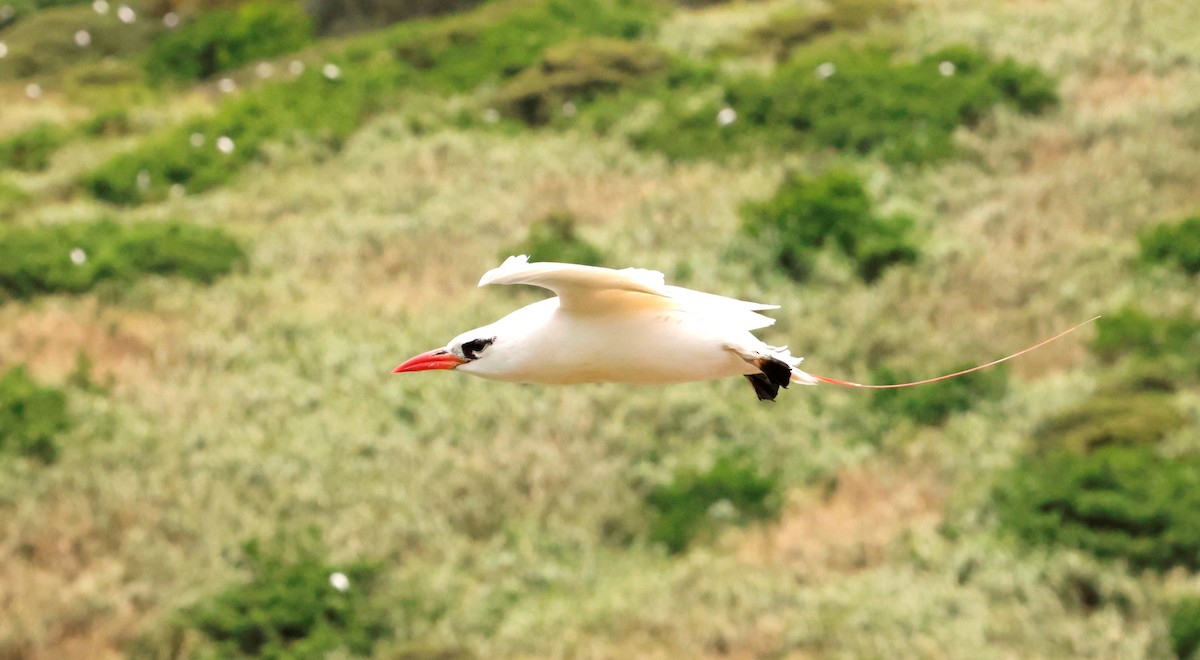Red-tailed Tropicbird - ML621144383