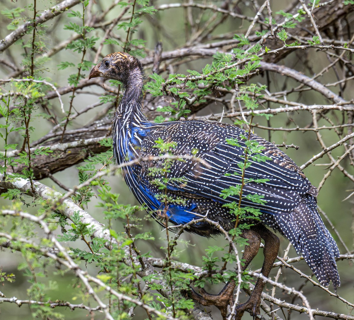 Vulturine Guineafowl - ML621144418