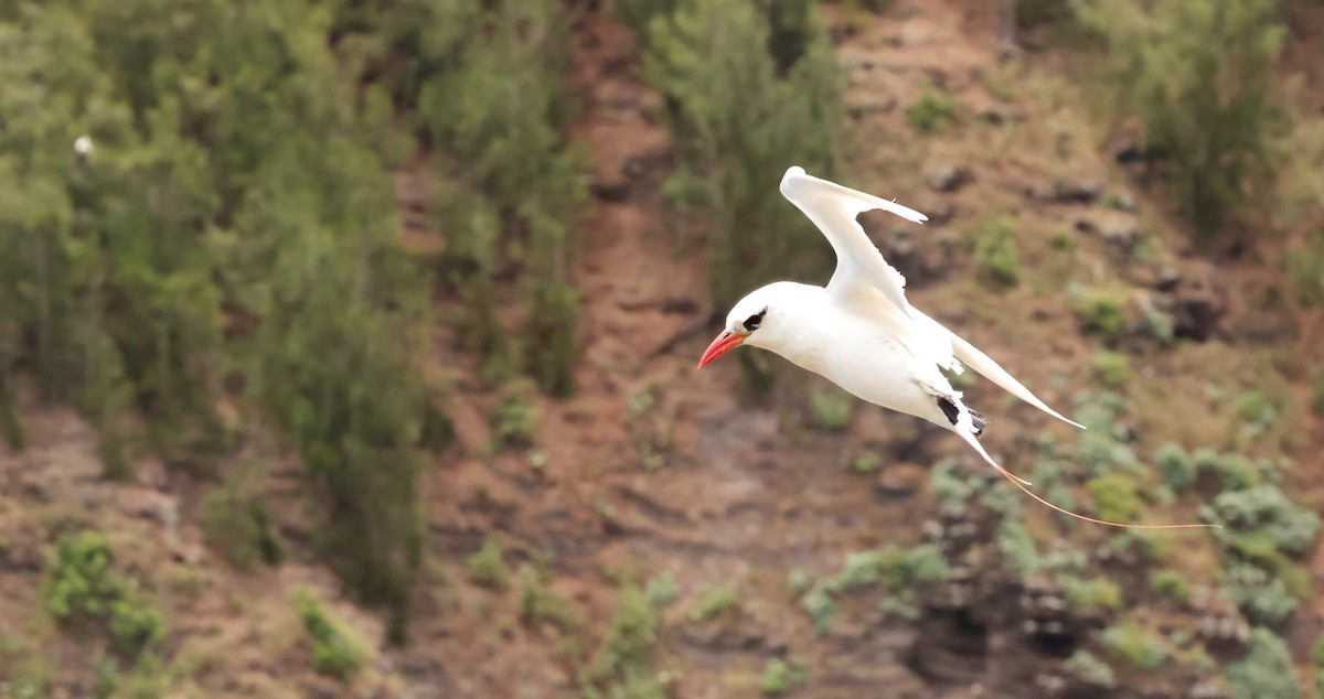 Red-tailed Tropicbird - ML621144436