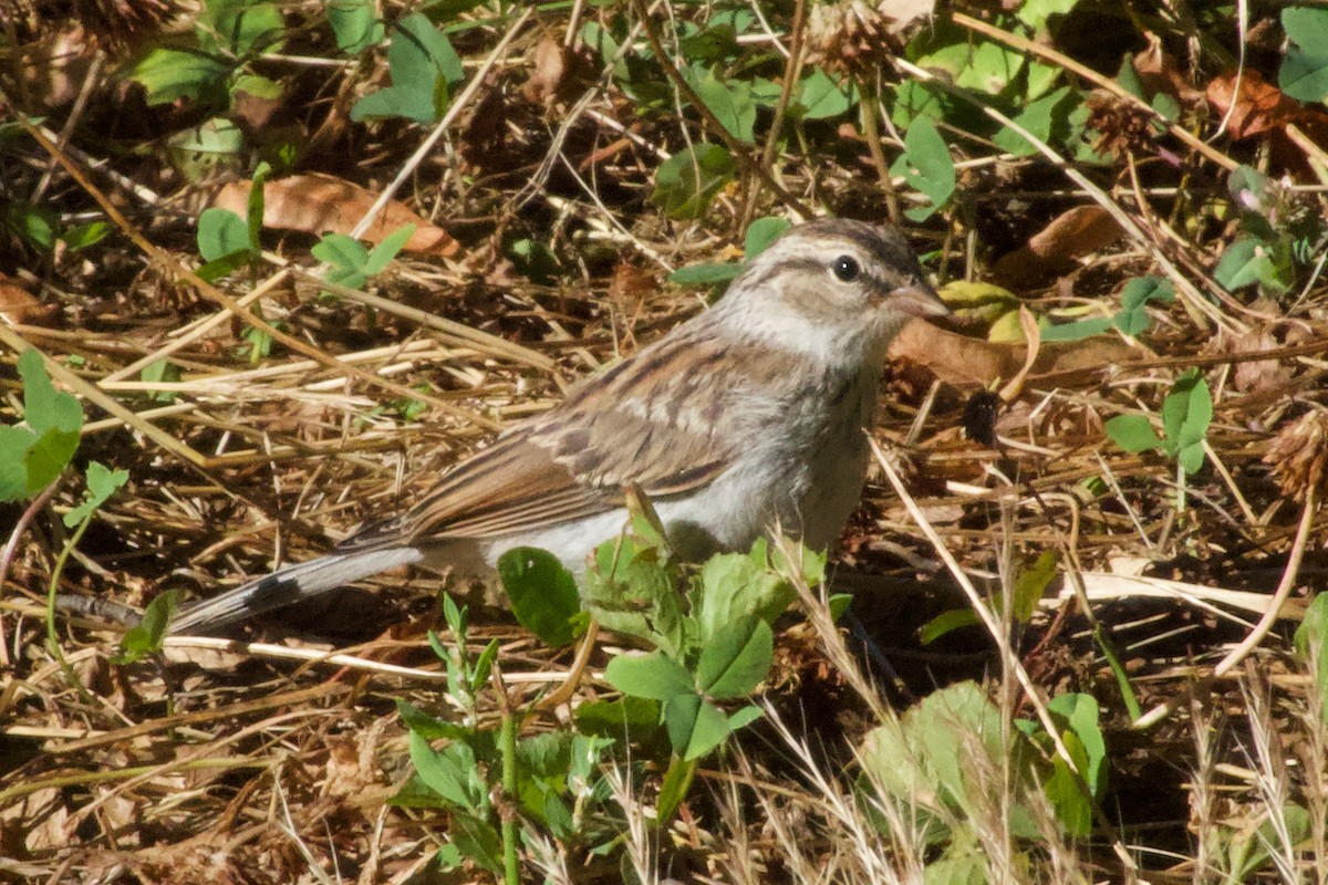 Chipping Sparrow - ML621144471