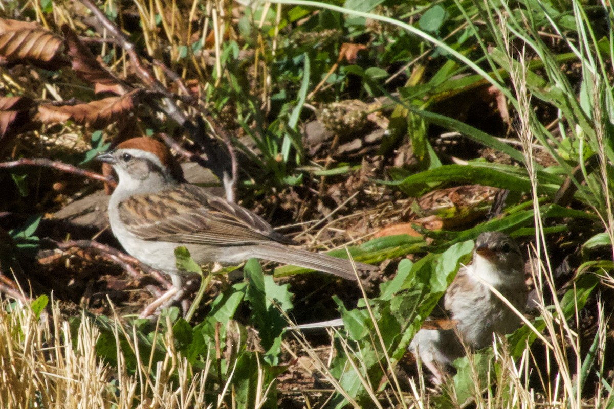 Chipping Sparrow - ML621144478