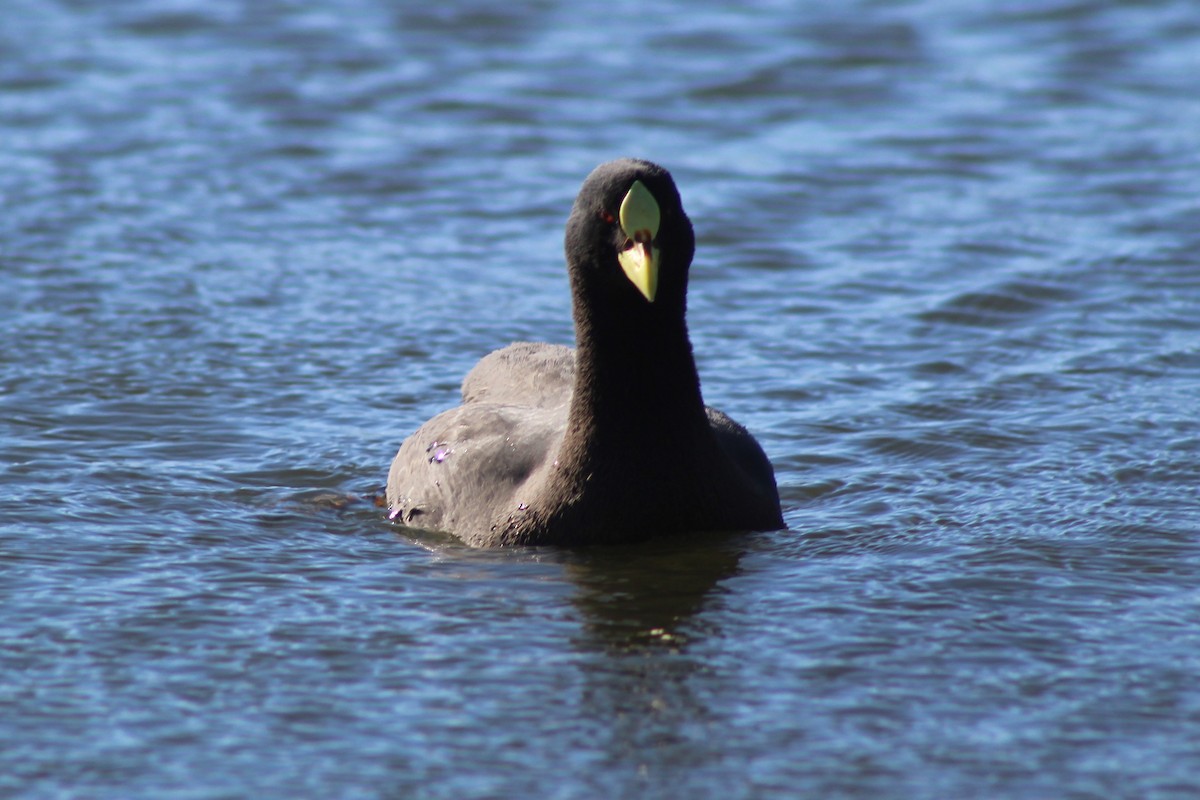 Red-gartered Coot - ML621144524