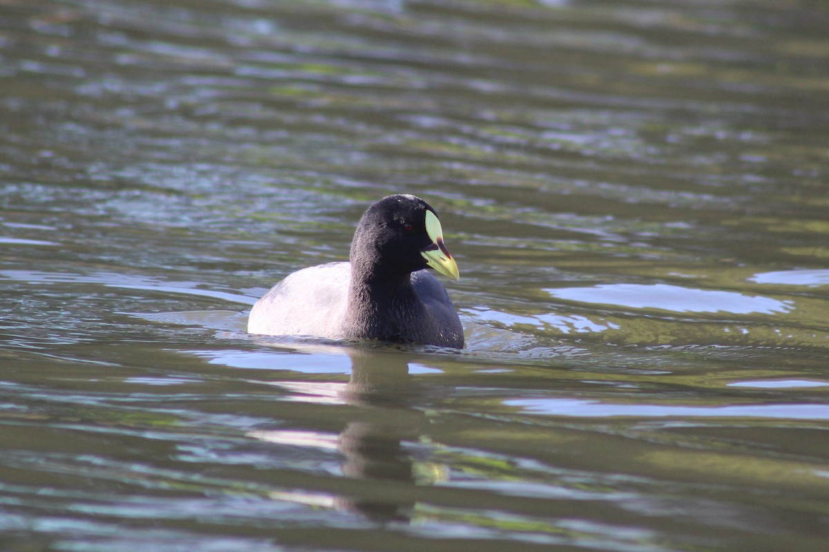 Red-gartered Coot - ML621144525