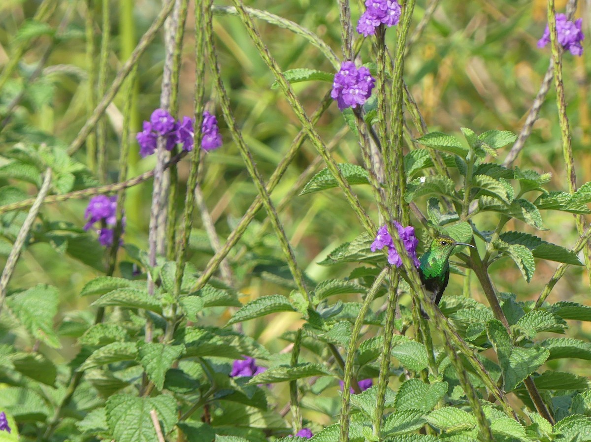 kolibřík měděnohlavý - ML621144548