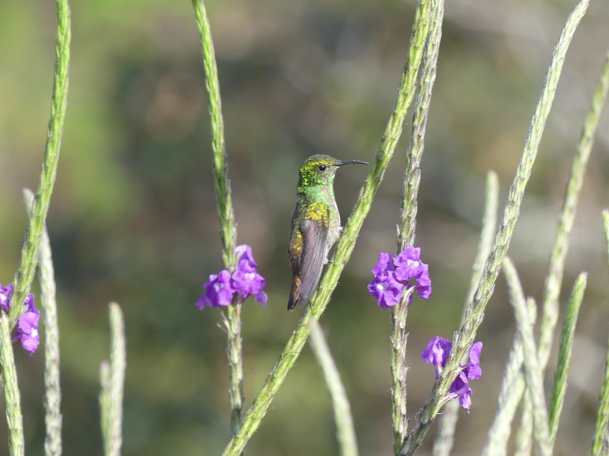 kolibřík měděnohlavý - ML621144553