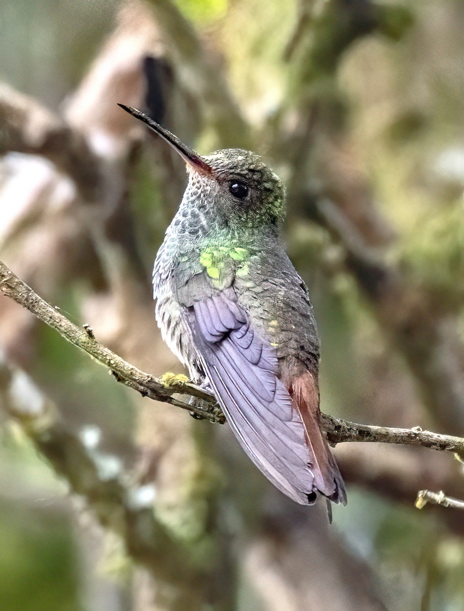 Rufous-tailed Hummingbird - ML621144591