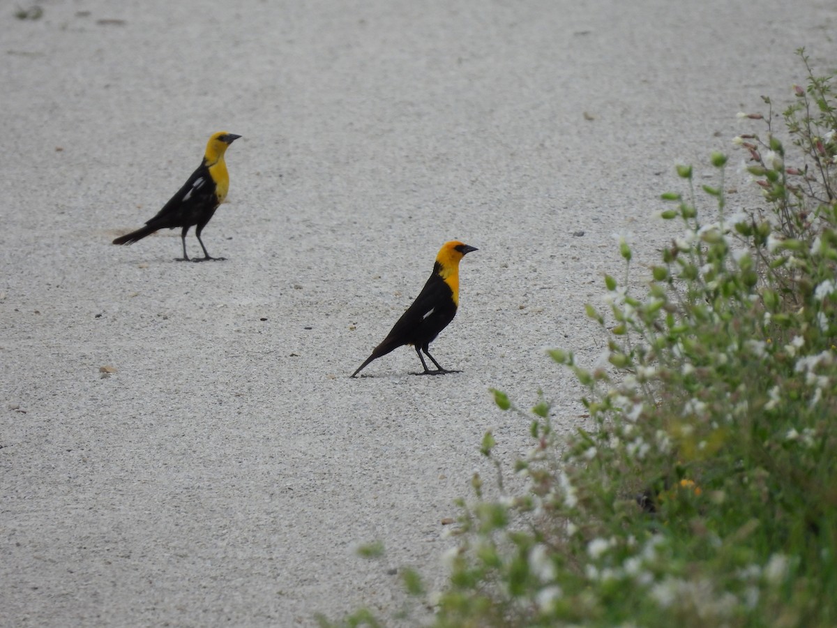 Yellow-headed Blackbird - ML621144644