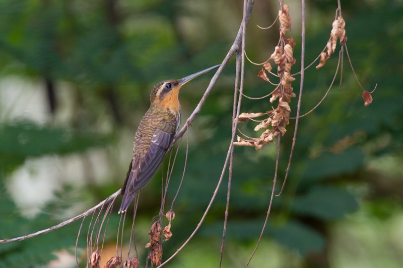 kolibřík pilozobý - ML621144645