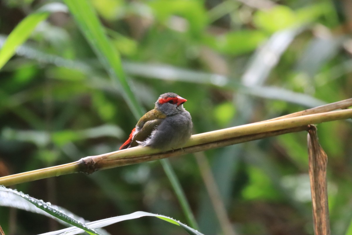 Red-browed Firetail - ML621144652