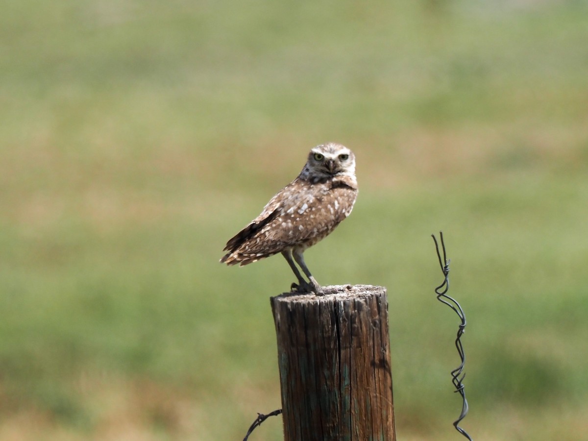 Burrowing Owl - ML621144664