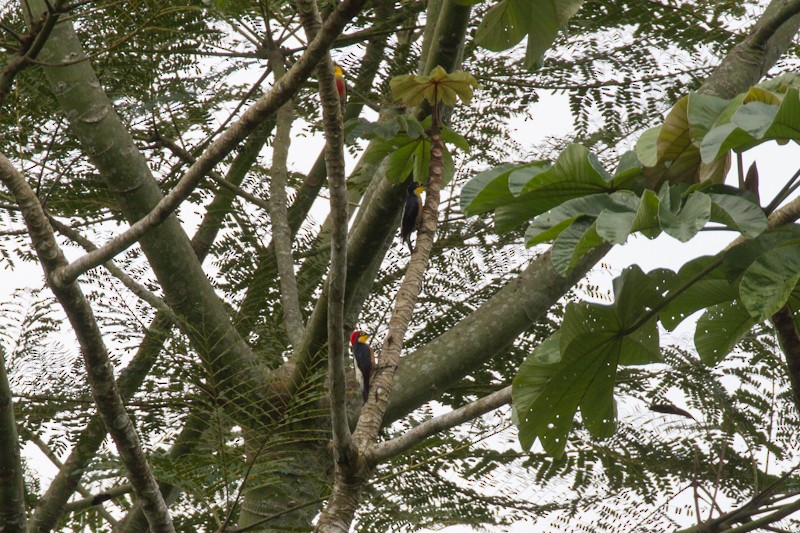 Yellow-fronted Woodpecker - ML621144666