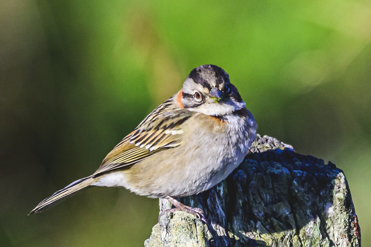 Rufous-collared Sparrow - ML621144672