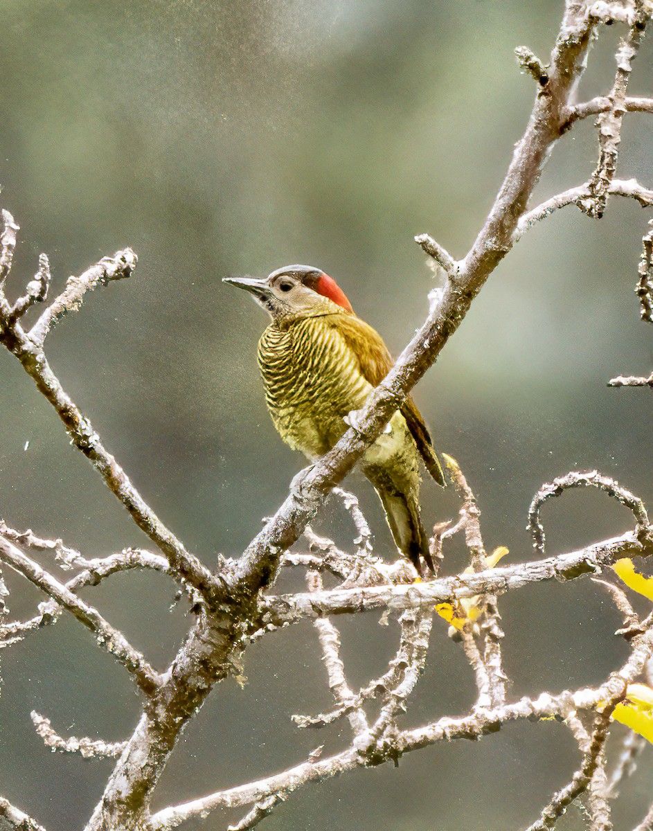 Golden-olive Woodpecker - ML621144685