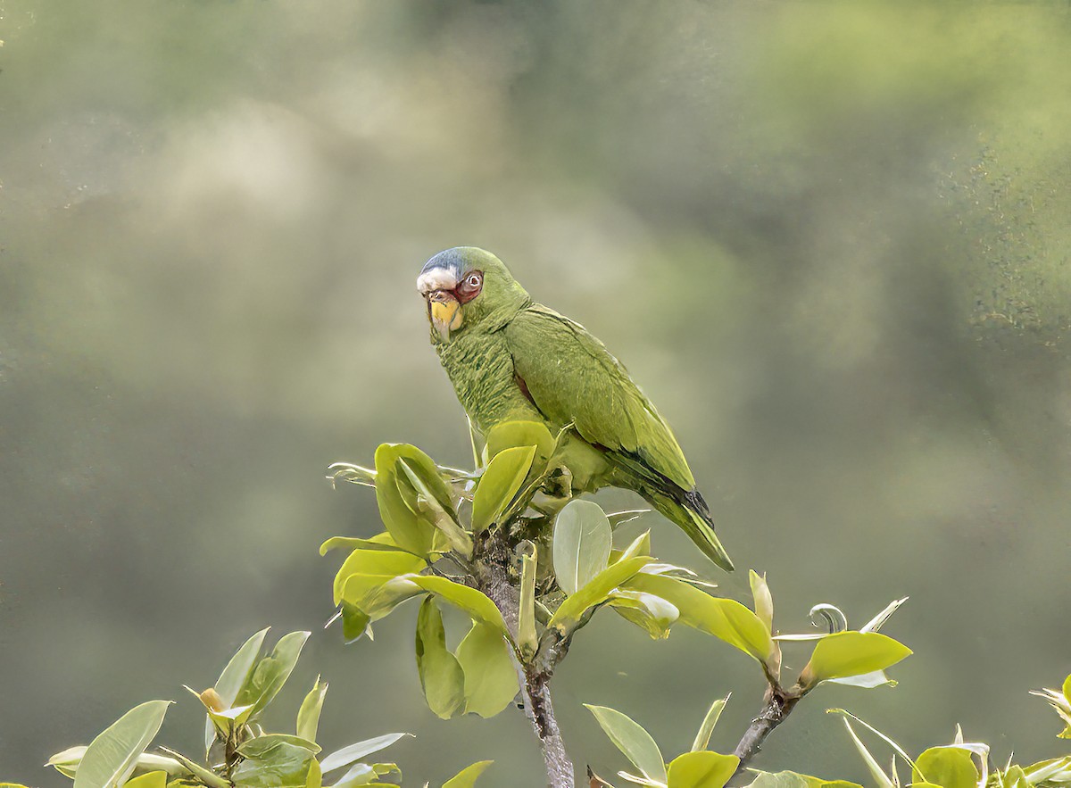 White-fronted Parrot - ML621144695