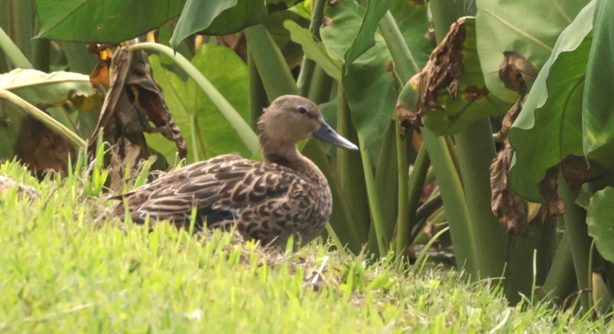 Hawaiian Duck - ML621144700