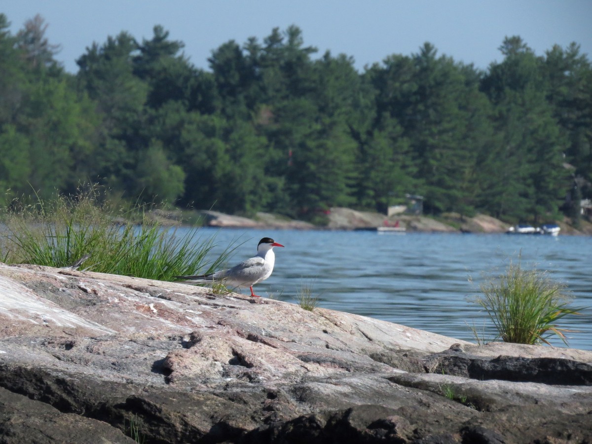 Sterna comune - ML621144705