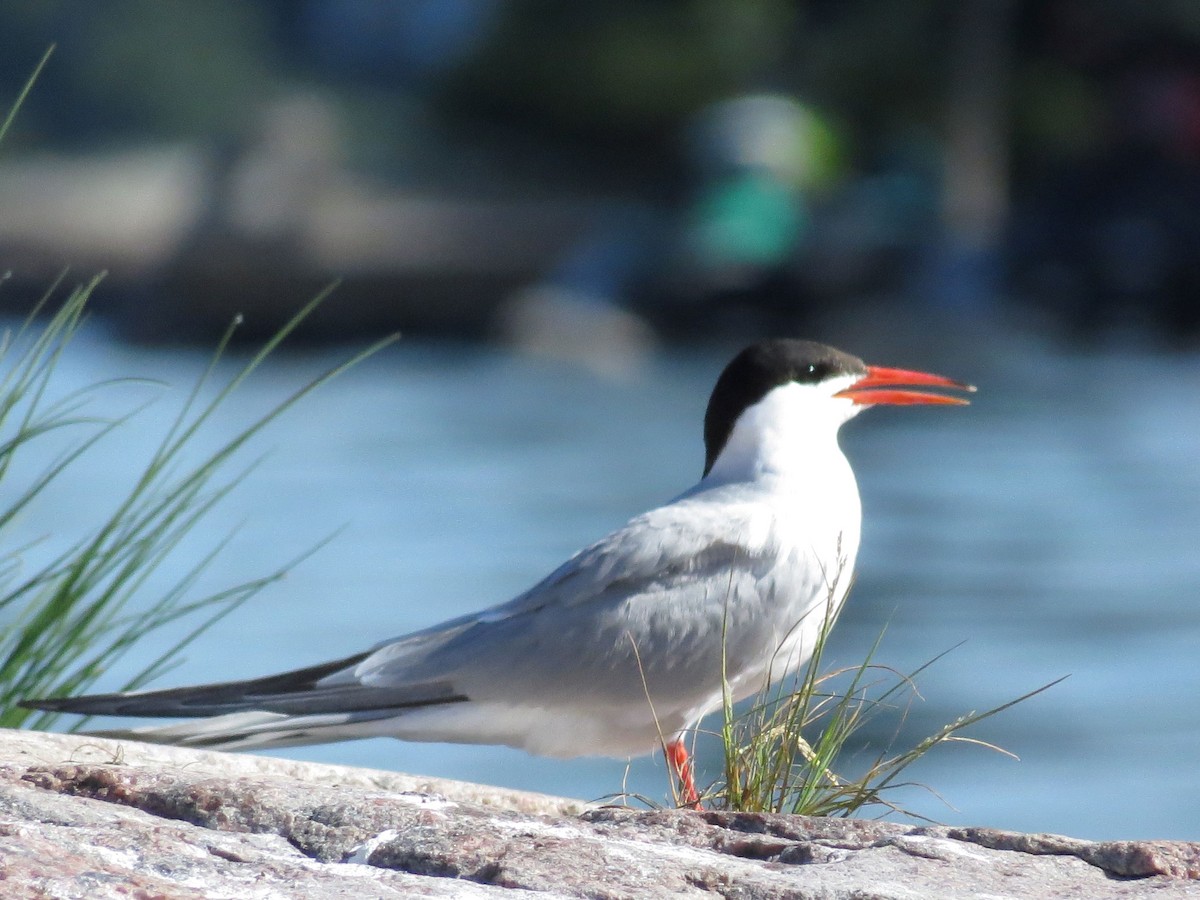 Common Tern - ML621144706