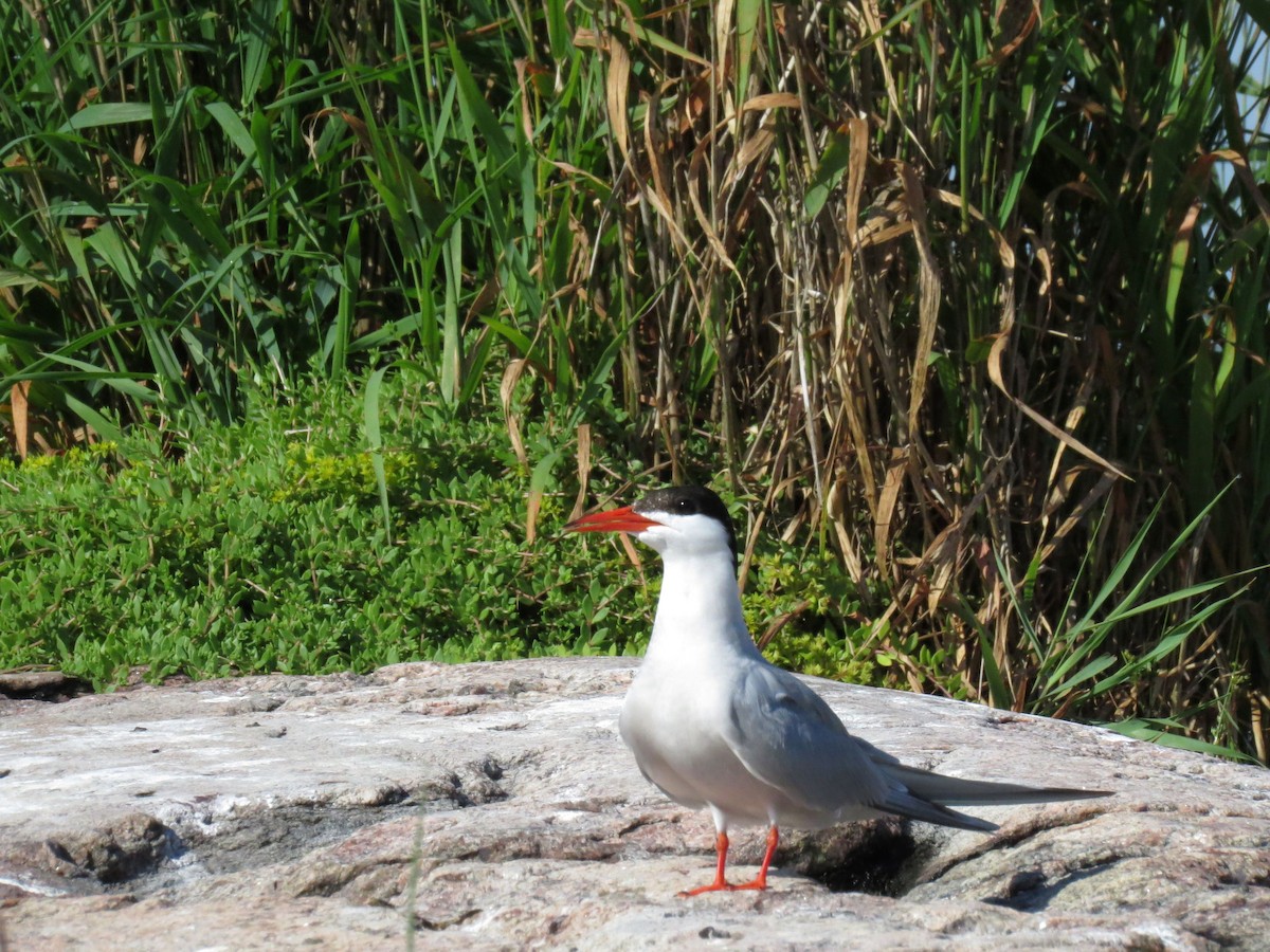 Sterna comune - ML621144711