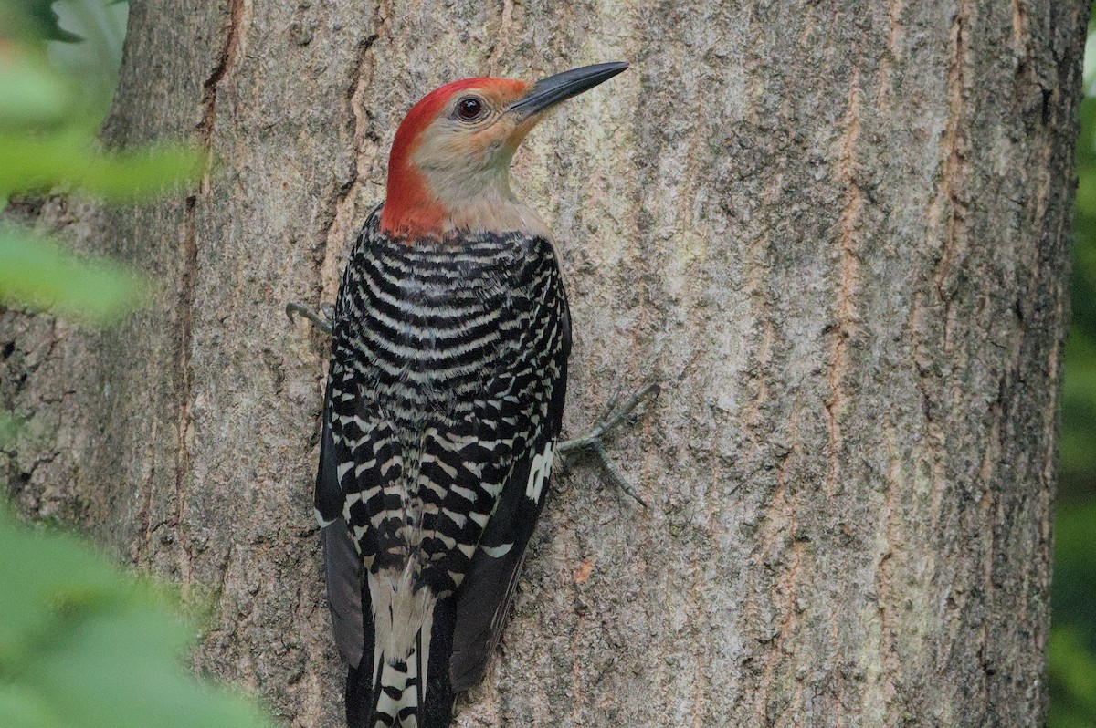 Red-bellied Woodpecker - ML621144742