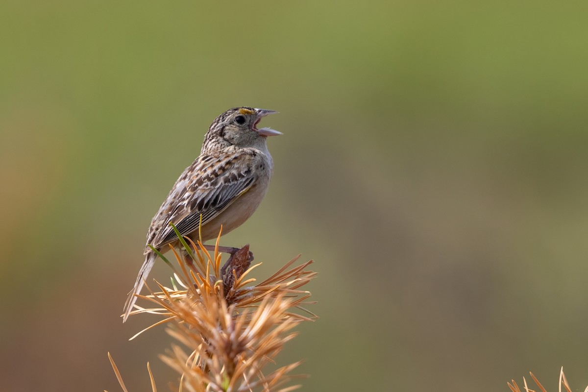 Grasshopper Sparrow - ML621144751