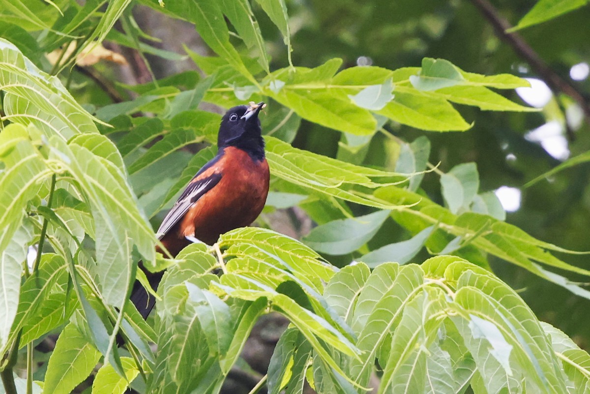 Orchard Oriole - ML621144755