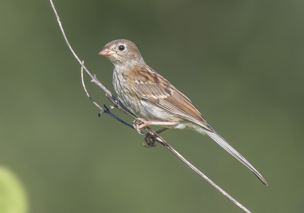 Field Sparrow - ML621144769