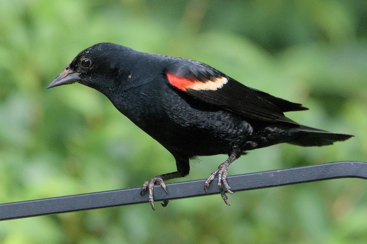 Red-winged Blackbird - ML621144773
