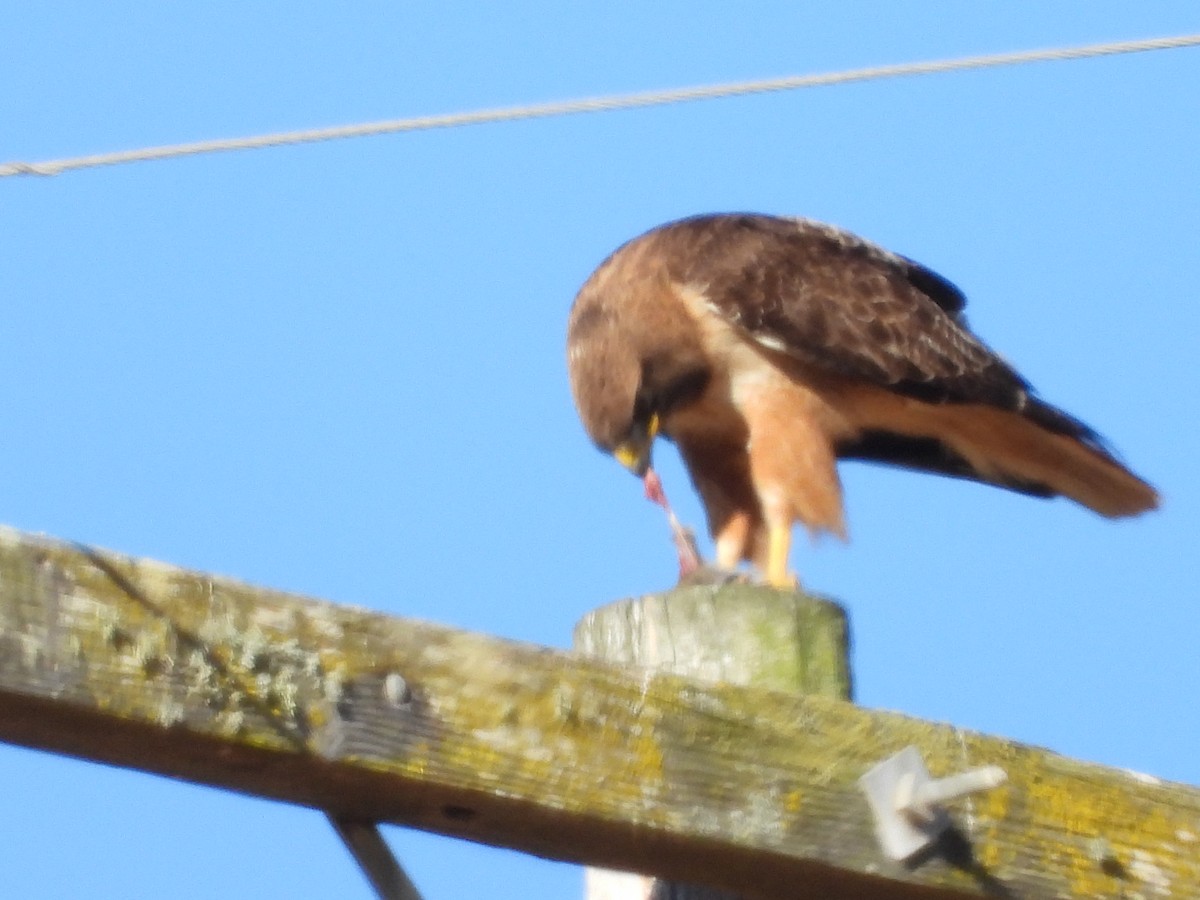 Red-tailed Hawk - ML621144776
