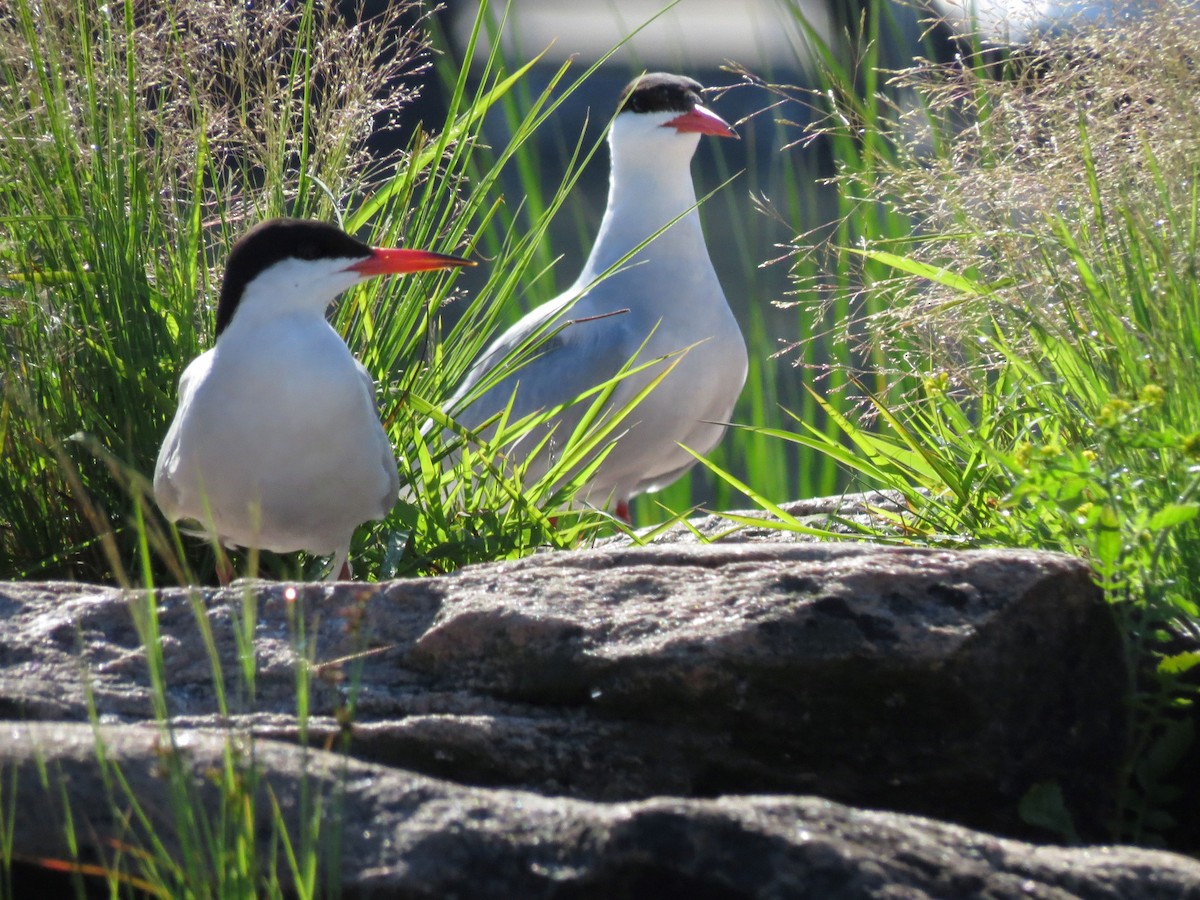 Common Tern - ML621144786