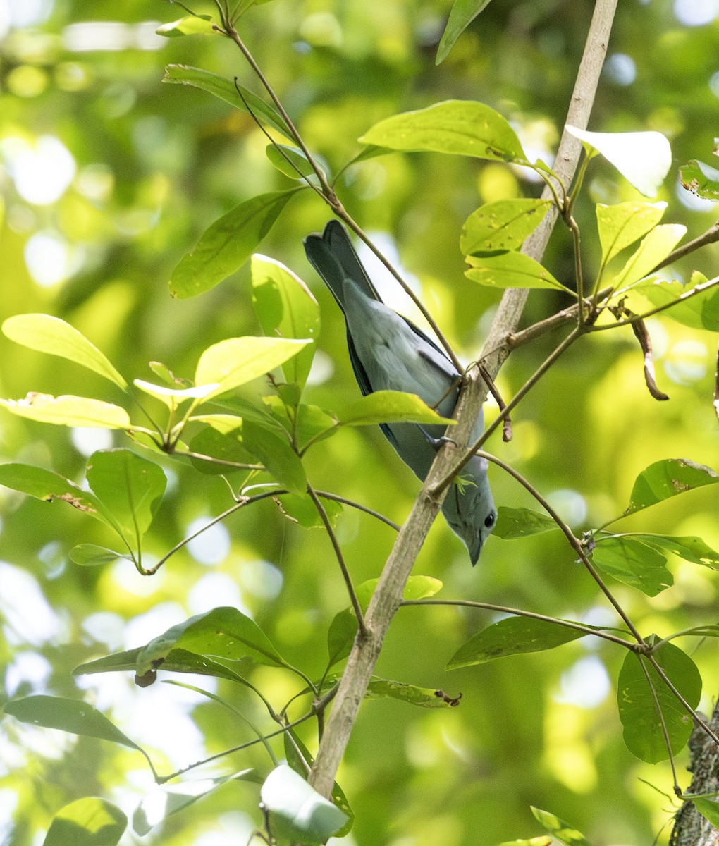 Blue-gray Tanager - ML621144791