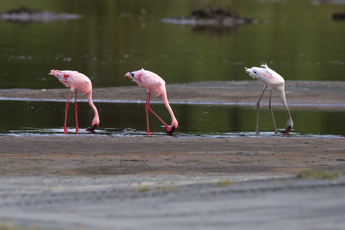 Lesser Flamingo - Gordon Sick